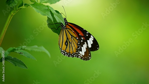 Foto Close-up of wild Danaus chrysippus butterfly