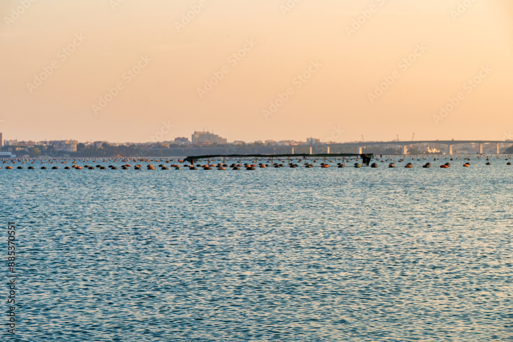 Obraz premium Taranto, pesca nel mar piccolo - Puglia, Italy