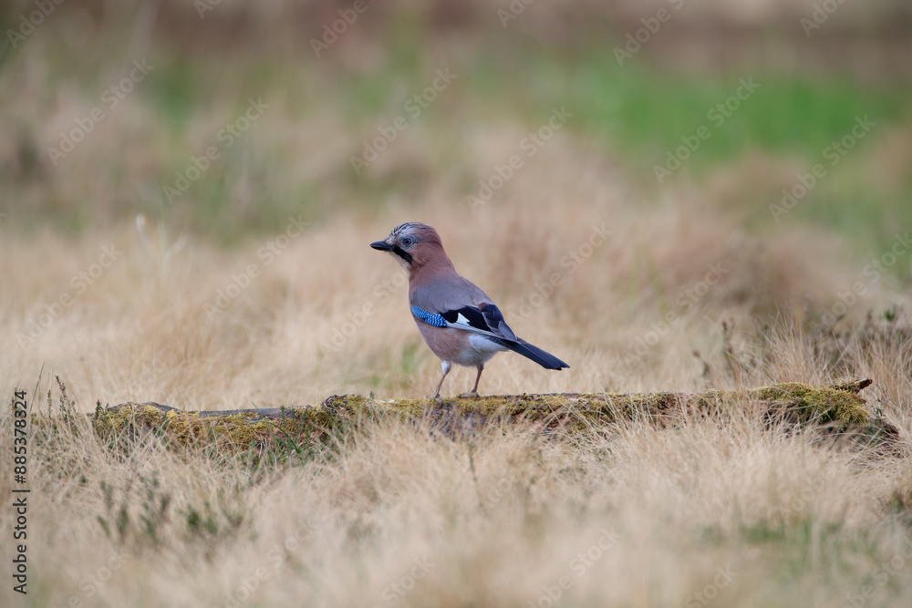 A colorful bird sitting on a mossy trunk in a meadow A colorful bird sitting on a mossy trunk in a meadow