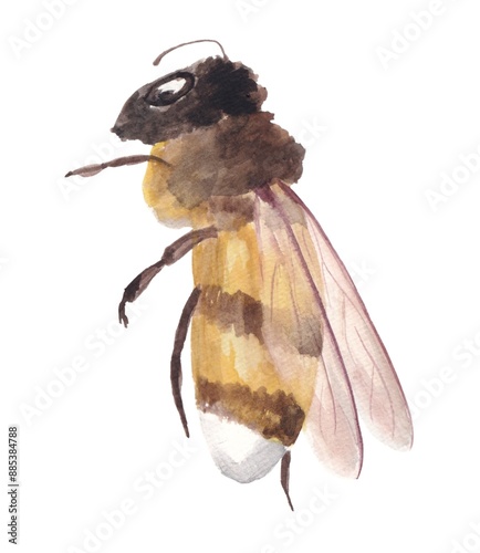 Watercolor illustration of a bee, hand-painted on a white background photo