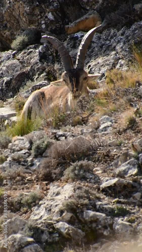 Slow motion of a mountain goat shaking its head Slow motion of a mountain goat shaking its head