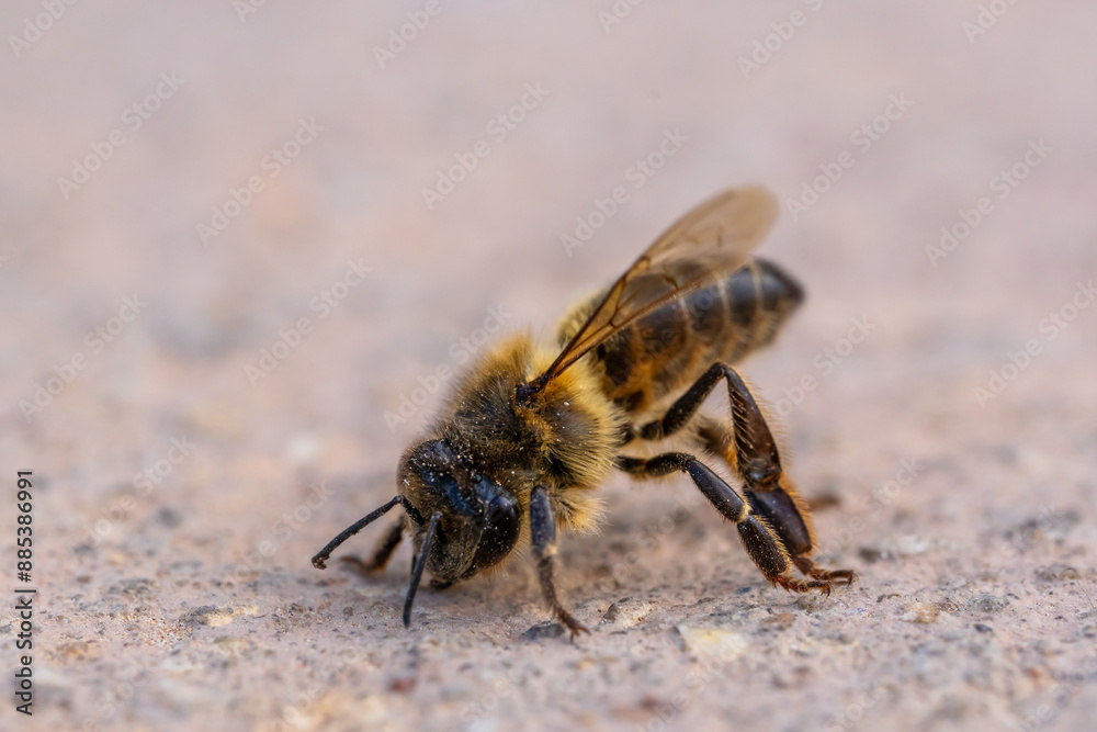 bee in bad condition lies on the floor bee in bad condition lies on the floor