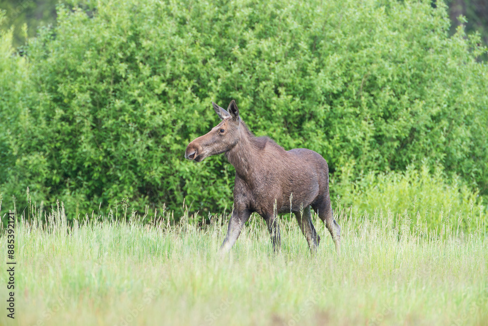 Moose standing in a meadow Moose standing in a meadow