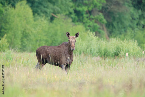 Moose on a warm spring day in a meadow