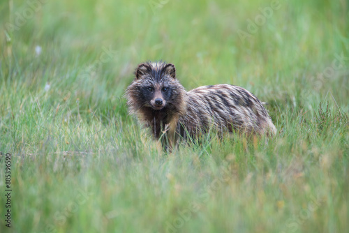 A raccoon dog in the meadow looks watchfully