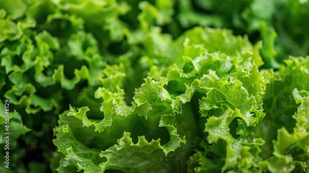 A high-resolution photo of fresh green lettuce leaves as a background A high-resolution photo of fresh green lettuce leaves as a background