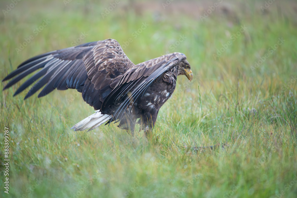 A white-tailed eagle with spread wings on a meadow A white-tailed eagle with spread wings on a meadow