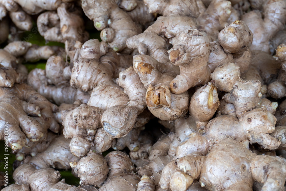 close up of a ginger at local market close up of a ginger at local market