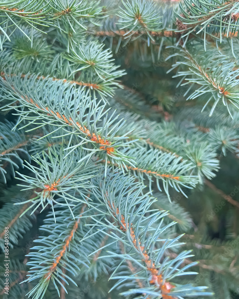 Blue spruce branches close up Blue spruce branches close up
