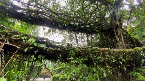 Double decker living root bridge  in nongriat village in cherrapunjee meghalaya India. This bridge is formed by training tree roots over years to knit together.