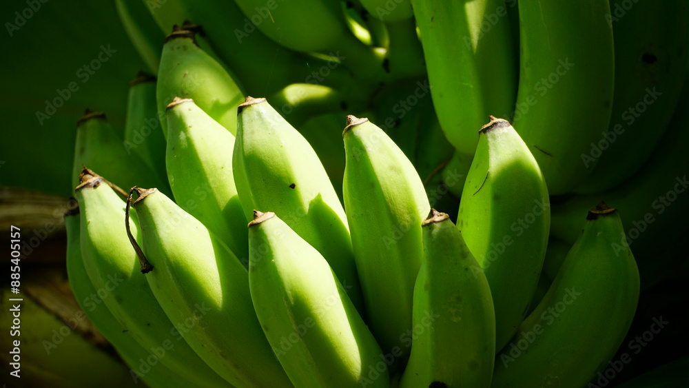 Close-up of green banana on the tree Close-up of green banana on the tree