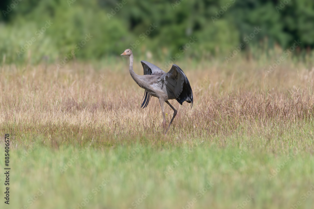 Fototapeta premium A young crane exercises its wings before flight