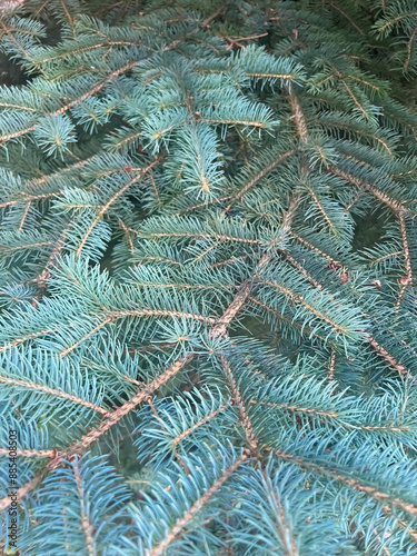 Blue spruce branches close up