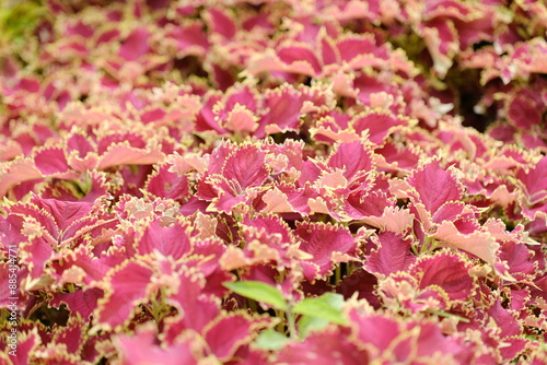 Red Leaves plant (Coleus) - Red Leaf Houseplants