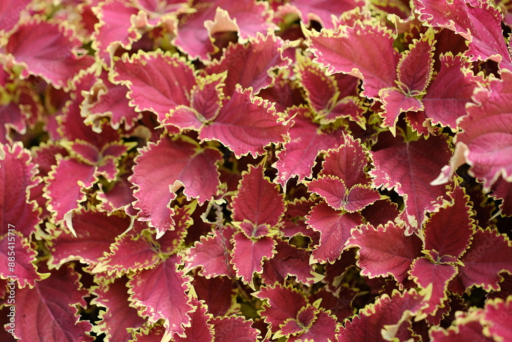 Red Leaves plant (Coleus) - Red Leaf Houseplants Red Leaves plant (Coleus) - Red Leaf Houseplants