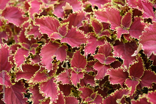 Red Leaves plant (Coleus) - Red Leaf Houseplants