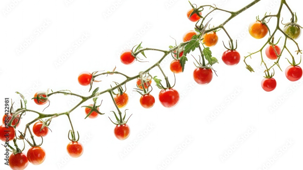 Branches with ripe cherry tomatoes isolated on white. 