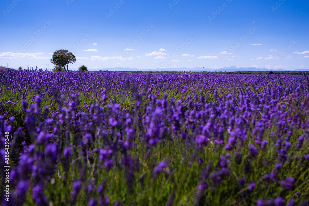Naklejka premium Lavender Fields of Brihuega, Spain.