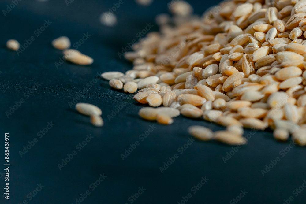 Fototapeta premium close up yellow wheat close-up lies on black and blue background Ukrainian culture, light protein food vegetarianism green crops fruits of the fields