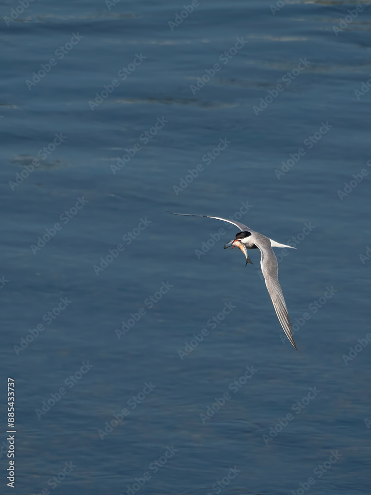 Fototapeta premium Flying common tern with a small fish in its beak against water
