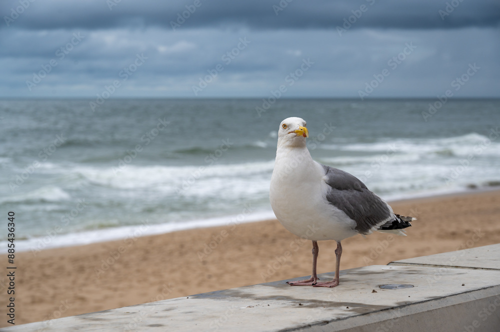 Seagull on the promenade of the island of Sylt Seagull on the promenade of the island of Sylt