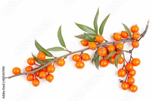 A branch with orange berries on it. The berries are small and round. The branch is thin and long