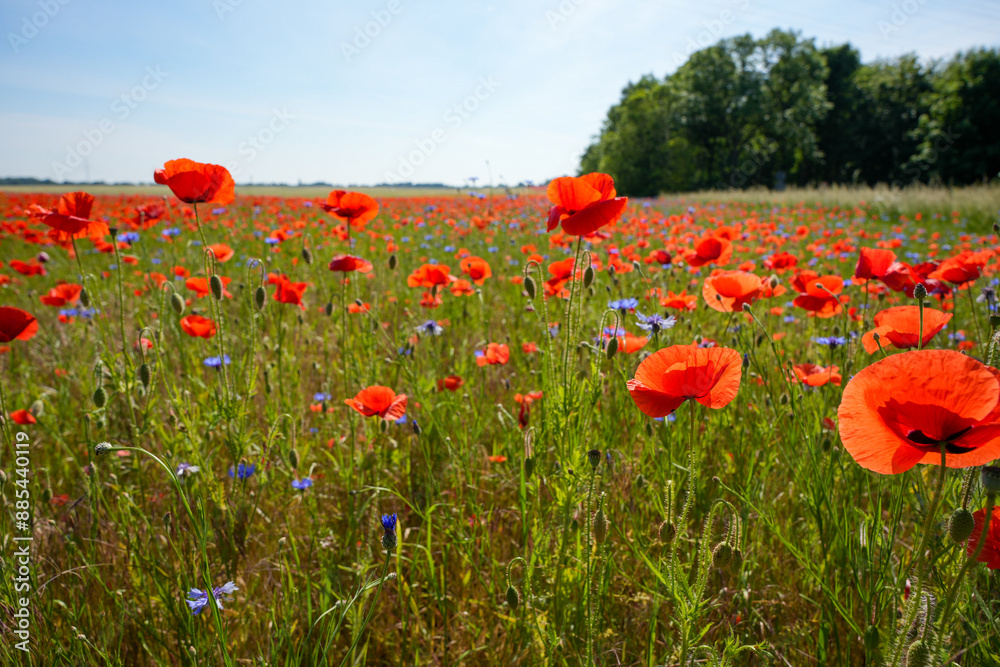 Obraz premium A field of red and blue flowers with a blue and white flower in the foreground. The field is full of flowers and the sky is clear