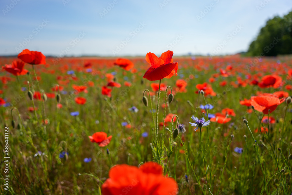 Fototapeta premium A field of red poppies with blue flowers in the background