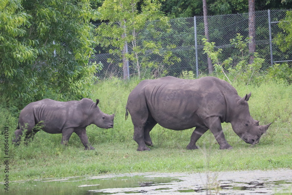 rhino in the wild rhino in the wild