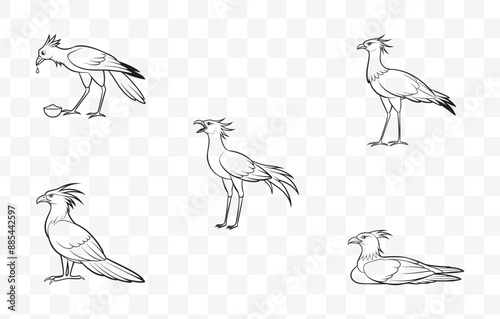 Print Elegant Secretary Bird Line Art Vector Collection for Unique and Detailed Wildlife Illustrations