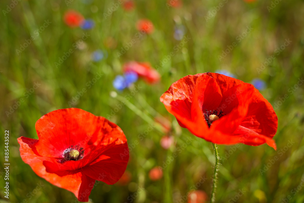 Two red flowers with blue petals in a field. The flowers are in full bloom and are surrounded by green grass. Concept of beauty and tranquility Two red flowers with blue petals in a field. The flowers are in full bloom and are surrounded by green grass. Concept of beauty and tranquility