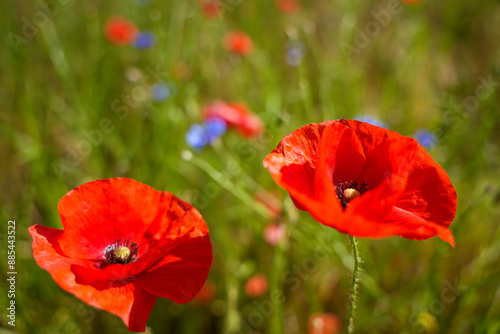 Two red flowers with blue petals in a field. The flowers are in full bloom and are surrounded by green grass. Concept of beauty and tranquility #885443522