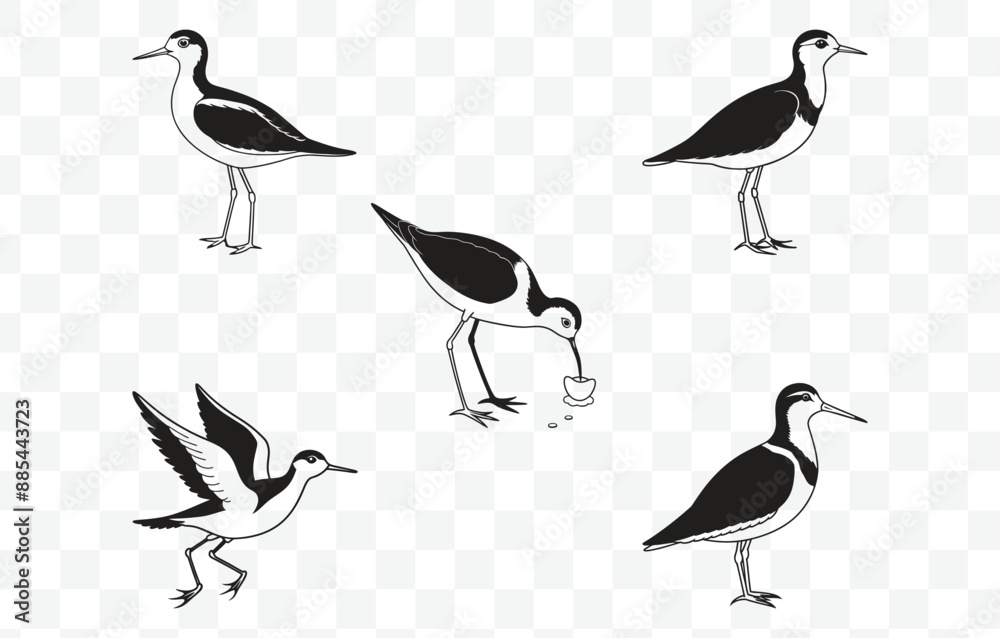 Fototapeta premium Print Comprehensive Sandpiper Line Art Vector Set for Detailed Bird Illustrations