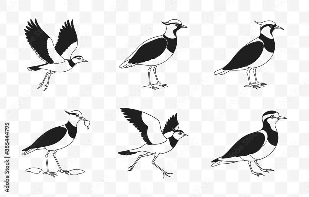 Print Detailed Lapwing Line Art Vector Set for Designers and Illustrators Print Detailed Lapwing Line Art Vector Set for Designers and Illustrators