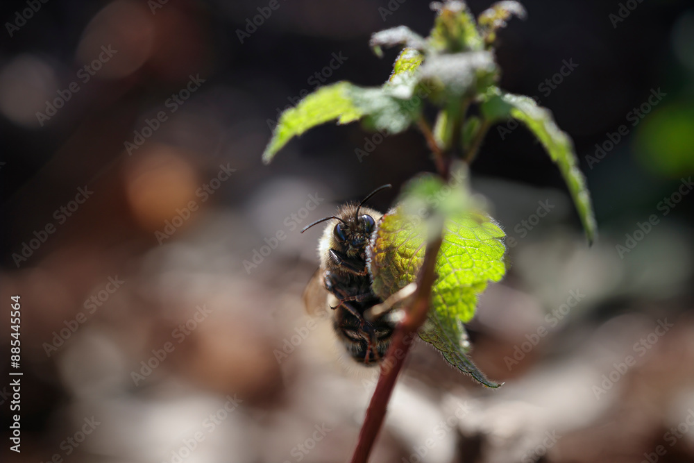 Soft backlit bee