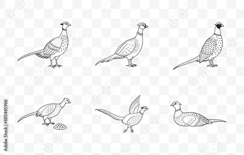 Print Pheasant Line Art Vector Set Featuring Elegant Bird Illustrations for Artistic and Decorative Design Projects