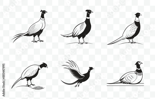 Print Intricate Pheasant Line Art Vector Set for Detailed and Artistic Illustrations