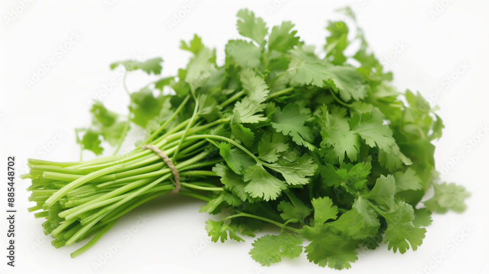Fresh bunch of cilantro tied with twine against a white background. Vibrant green leaves showcasing their natural freshness and ready for culinary use Fresh bunch of cilantro tied with twine against a white background. Vibrant green leaves showcasing their natural freshness and ready for culinary use