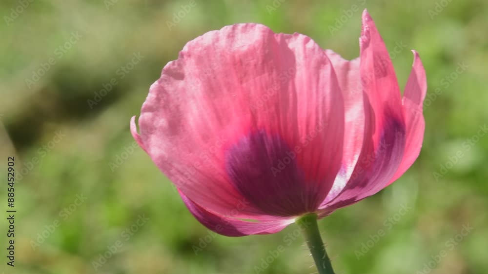 opium poppy with flower in a garden in Germany in summer, drug with flower opium poppy with flower in a garden in Germany in summer, drug with flower