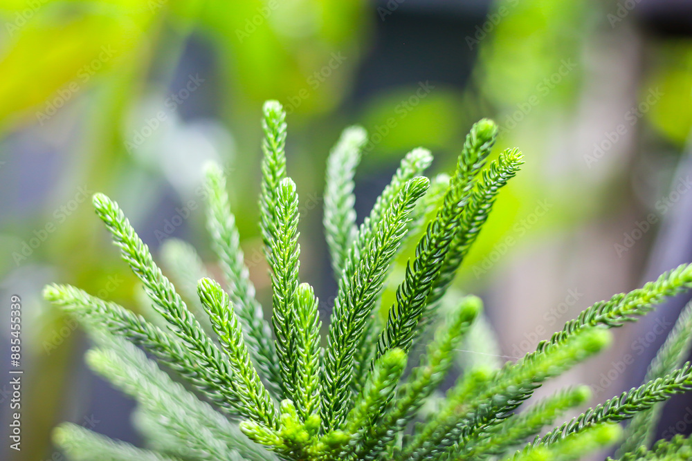 Pictures of beautiful plants in green background,concept wallpaper and background. Pictures of beautiful plants in green background,concept wallpaper and background.