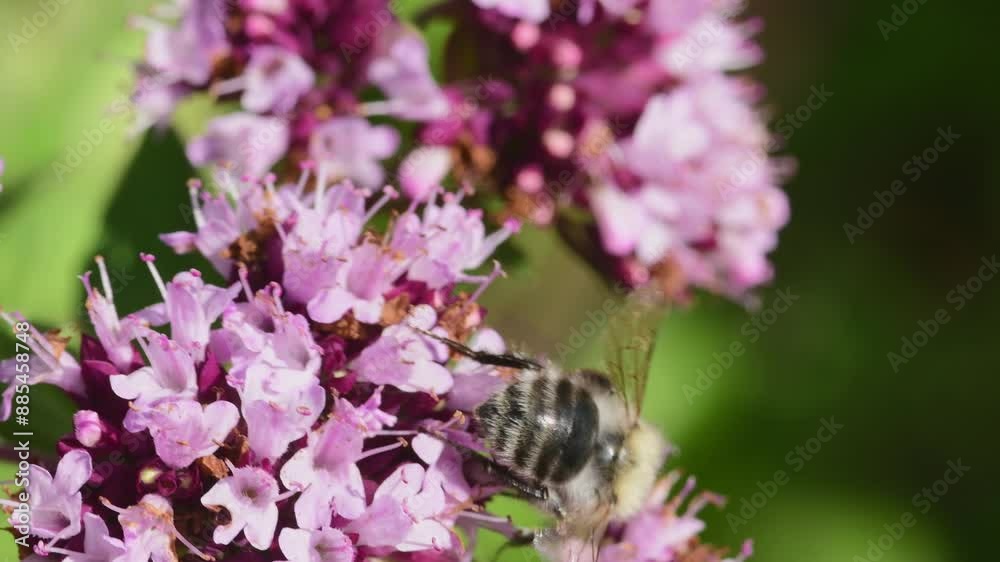 humblebee on oregano flower, macro view