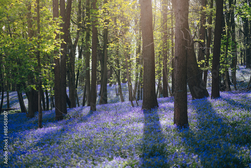 Jacinthes du Mont Kemmel