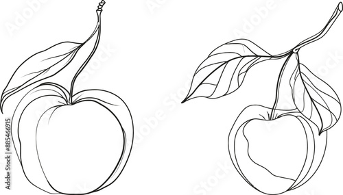 Line art drawing of a peach fruit. One line drawn in black on a white background. Modern illustration.