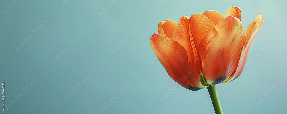 A vibrant orange tulip on a soft blue background, highlighting the flower's bright color and graceful form. A vibrant orange tulip on a soft blue background, highlighting the flower's bright color and graceful form.