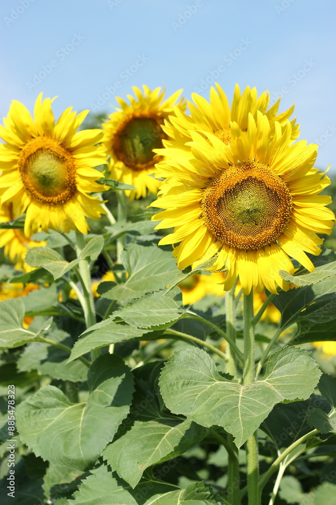 Sunflower field with the sky background. Sunflower field with the sky background.