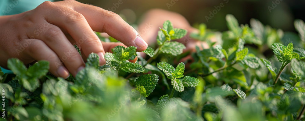 A close-up of hands gathering mint leaves from a plant, with a garden backdrop and soft natural light. A close-up of hands gathering mint leaves from a plant, with a garden backdrop and soft natural light.