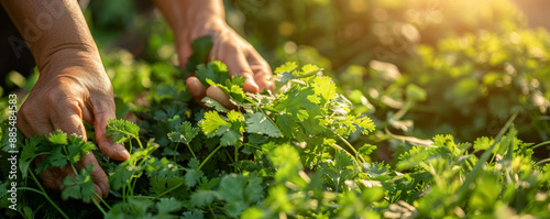 A close-up of hands gathering cilantro leaves, with a backdrop of more cilantro plants and sunlight.