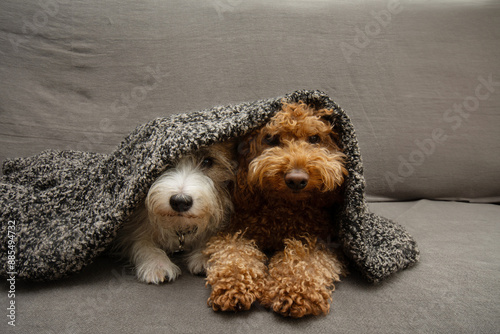 Canvas Print Two hide, cold or afraid dogs covered with a blanket