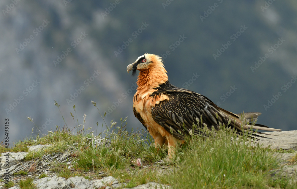 Fototapeta premium quebrantahuesos en el pirineo aragones. España