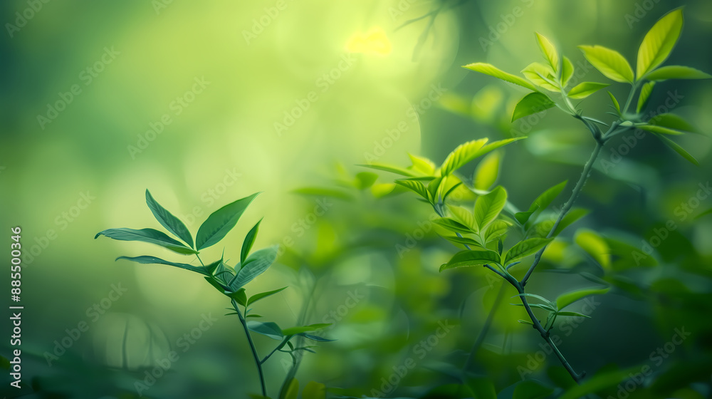 Close up of green leaves in summer sunshine Close up of green leaves in summer sunshine